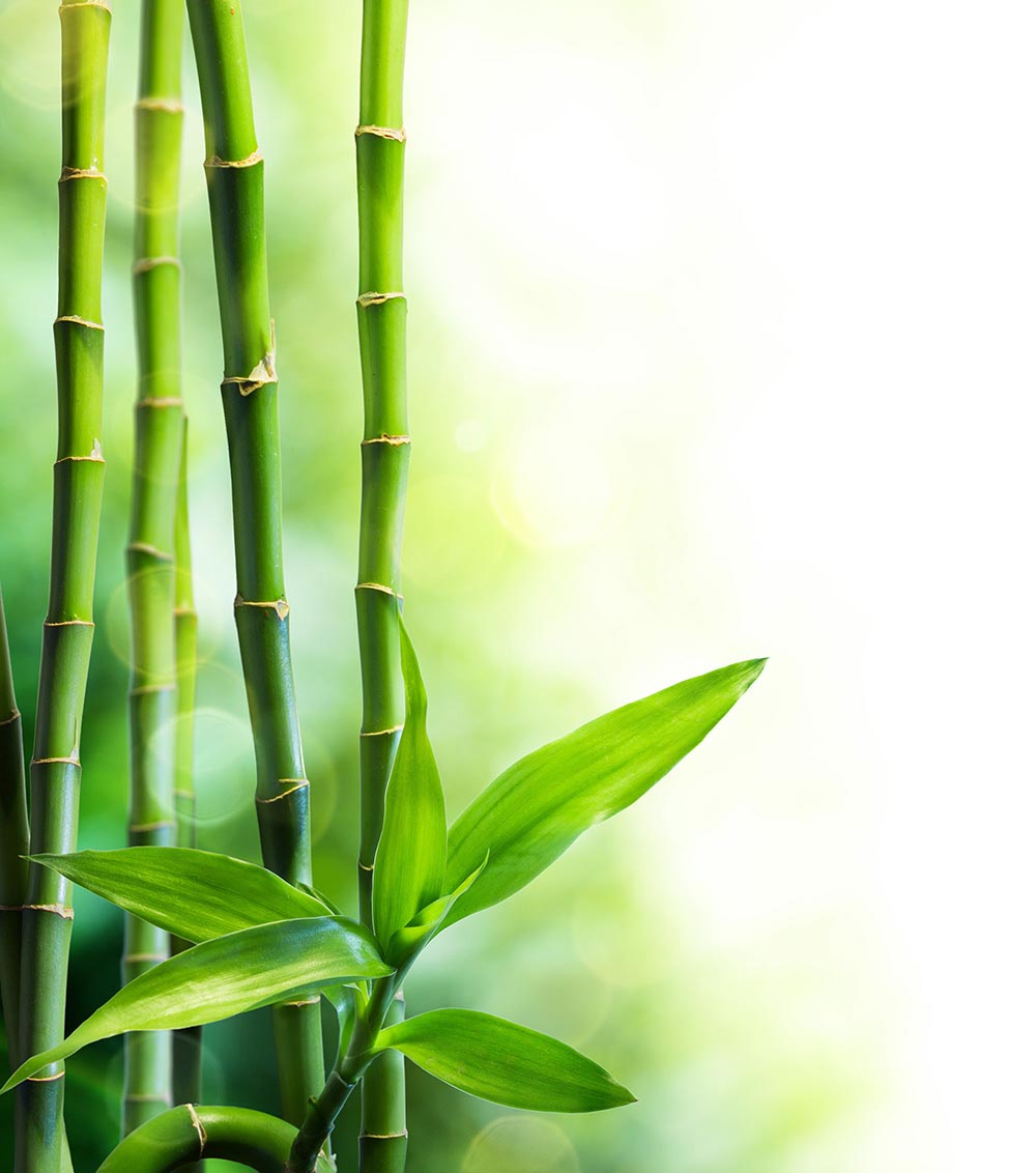 03 - Bambus
