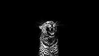 102 - Leopard