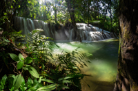 49 - Farn am Wasserfall