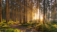 59 - Frühlingswald bei Sonnenaufgang