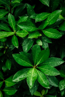 62 - Schefflera im Regen