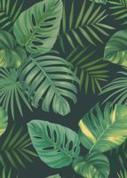 65 - Tropenblaetter Monstera Mix