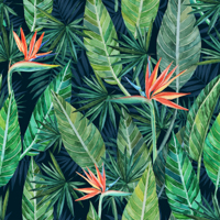 70 - Tropenblaetter Strelitzia Mix