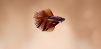 87 - Betta Fisch
